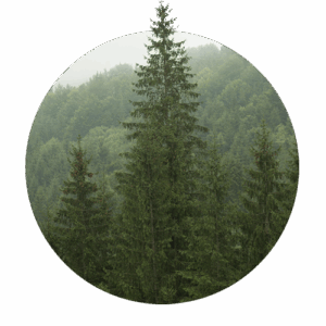 Tree representing automated reforestation and carbon offset credits.