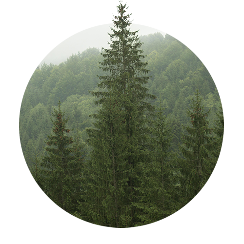 Tree representing automated reforestation and carbon offset credits.