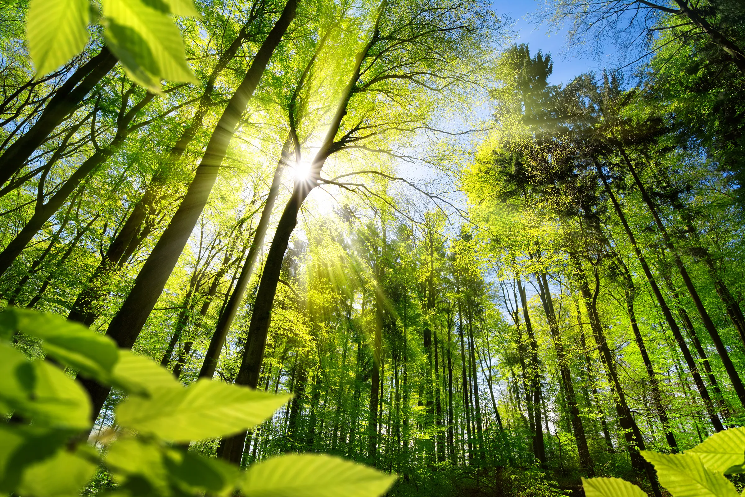 Young green plants against a blurred natural background.