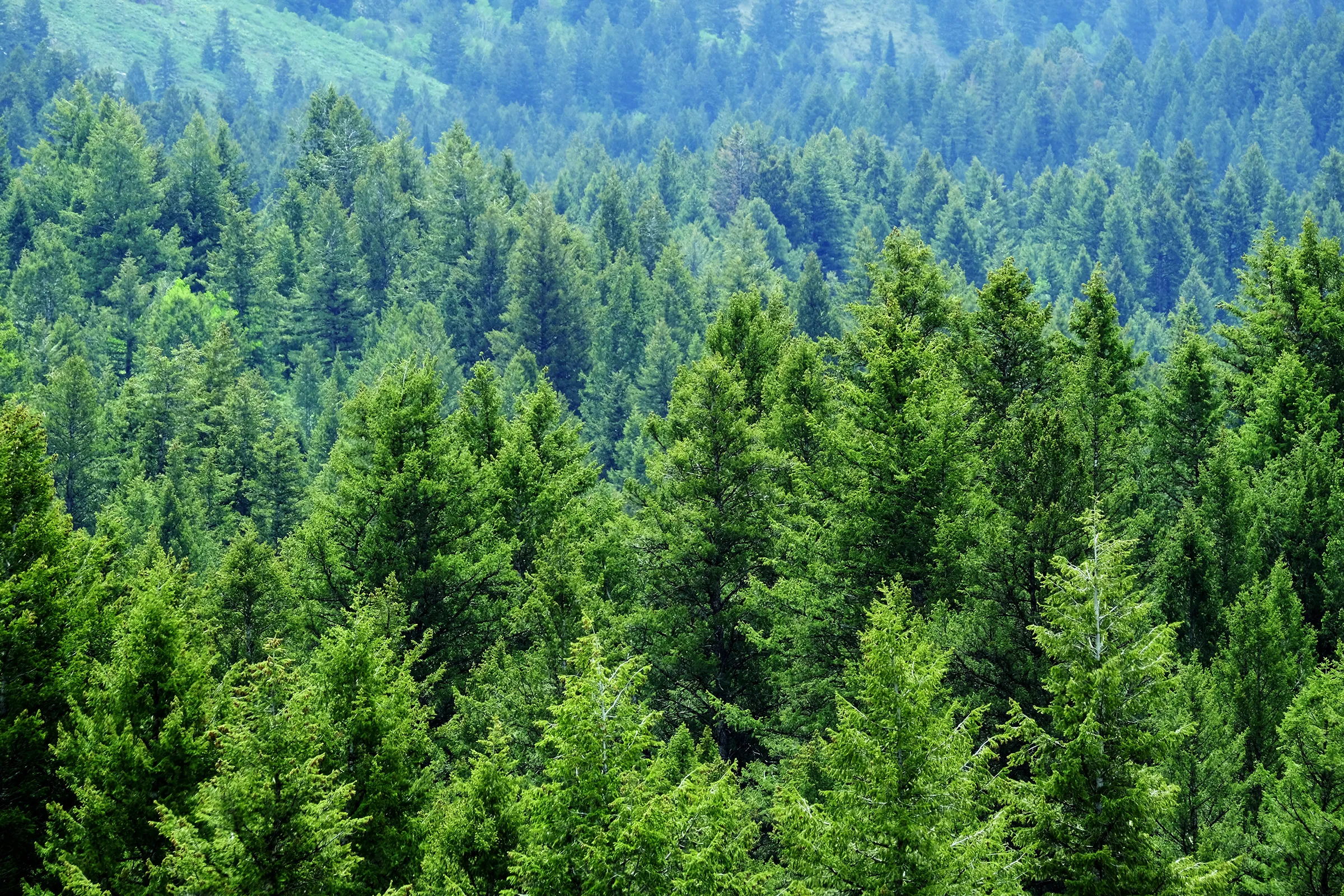 An aerial view of a dense, healthy evergreen forest under bright daylight, symbolizing Lakeside Book Company's commitment to environmental sustainability.