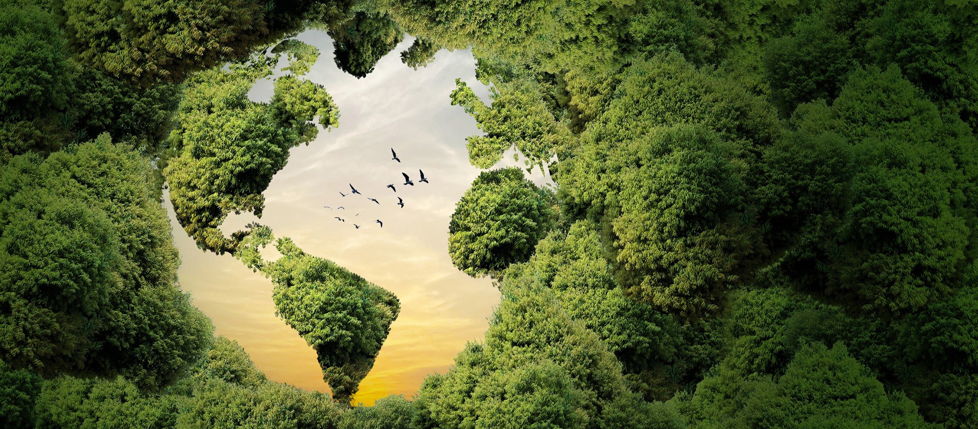 Lakeside Book Company sustainable paper sourcing and eco-friendly book printing reforestation initiative